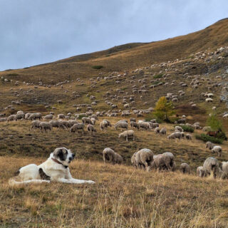 Garder(1)